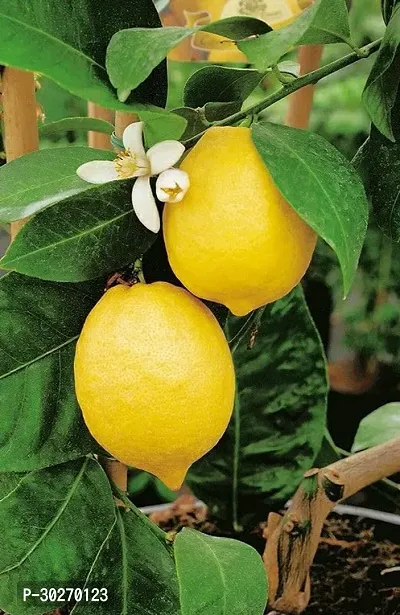 Lemon Fruit Plant-thumb0