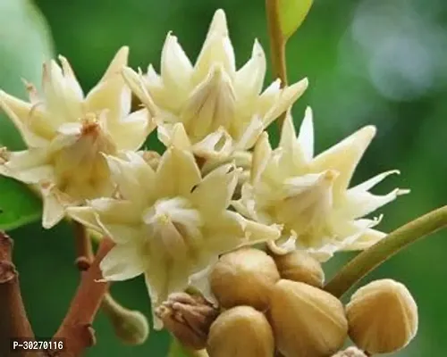 Medlar (Bokul) Flower Plant-thumb0