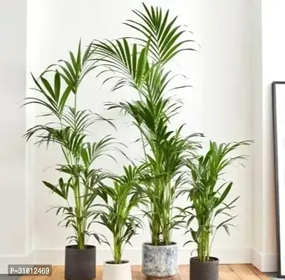 Vibrant Live Plants: Enhance Your Home and Garden with Lush, Green Beauty-thumb0