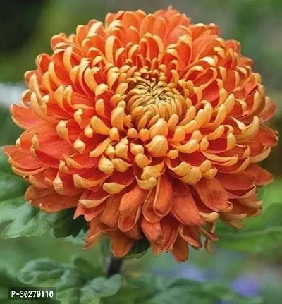 Chrysanthemum (Chandra Mallika) Flower Plant-thumb0