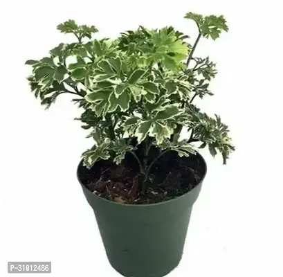 Vibrant Live Plants: Enhance Your Home and Garden with Lush, Green Beauty-thumb0