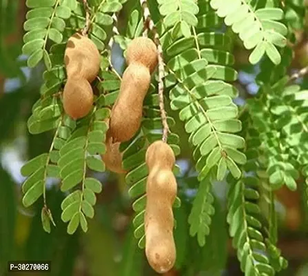 Sweet Tamarind Tetul Grafted Plant-thumb0