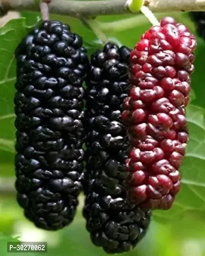 MULBERRY HYBRID FRUIT PLANT-thumb0