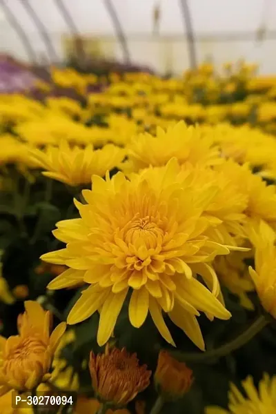 Chrysanthemum Hybrid Flower Plant-thumb0