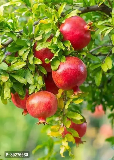 Pomegranate Hybrid Fruit Plant-thumb0