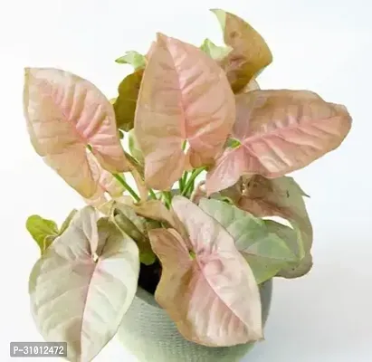 Vibrant Live Plants: Enhance Your Home and Garden with Lush, Green Beauty-thumb0