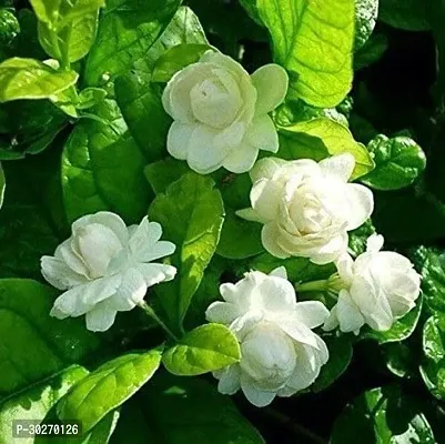 Jasminum Sambac Flower Plant-thumb0