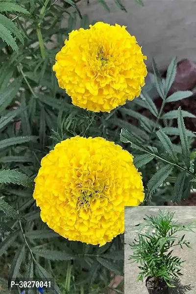 Yellow Marigold Flower Plant