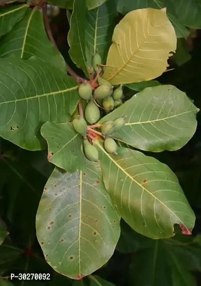 Indian Nut Fruit Plant-thumb0