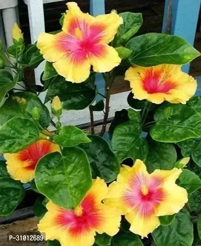 Vibrant Live Plants: Enhance Your Home and Garden with Lush, Green Beauty-thumb0