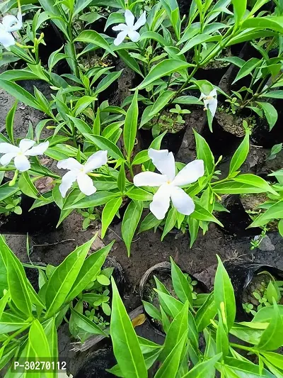 Crepe Jasmine Hybrid Flower Plant-thumb0