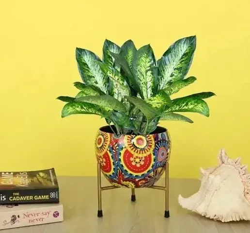 Limited Stock!! Plant & Planters 