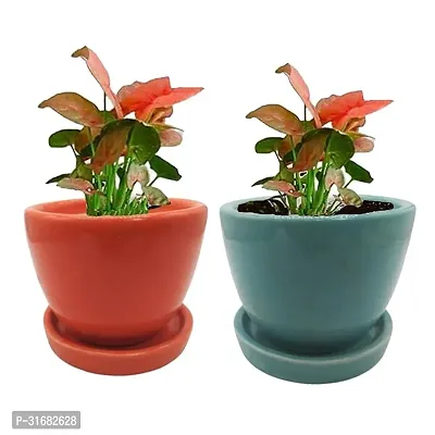 Ceramic Flower Pots Pack of 2