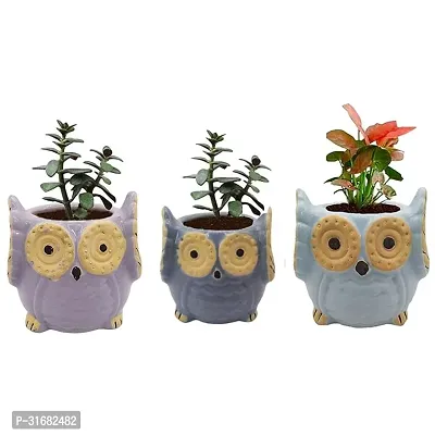 Owl Shape Ceramic Flower Pot Planter Pack of 3