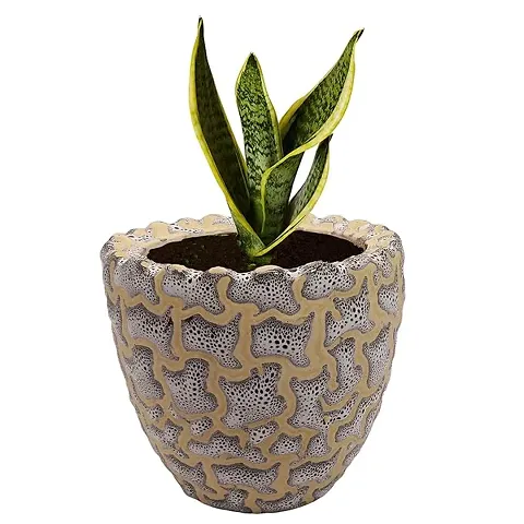 Limited Stock!! Plant & Planters 