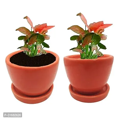 Ceramic Flower Pots Pack of 2-thumb0