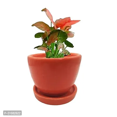 Ceramic Flower Pots