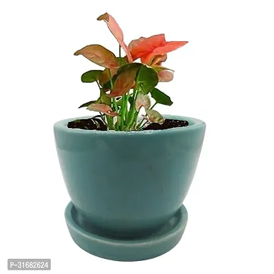 Ceramic Flower Pots