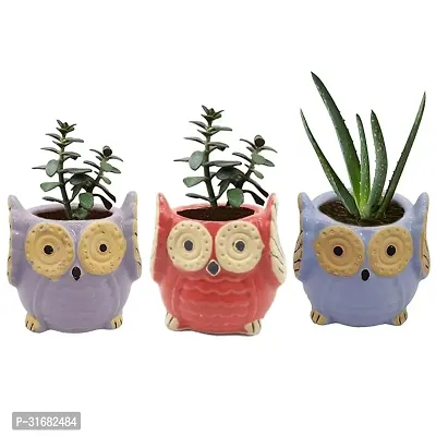 Owl Shape Ceramic Flower Pot Planter Pack of 3