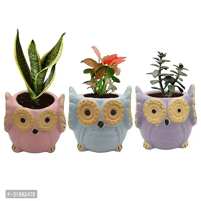 Owl Shape Ceramic Flower Pot Planter Pack of 3