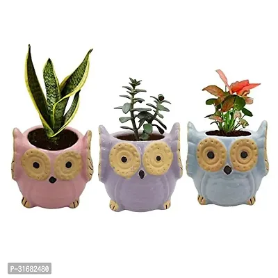 Owl Shape Ceramic Flower Pot Planter Pack of 3