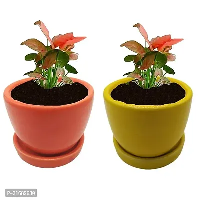 Ceramic Flower Pots Pack of 2