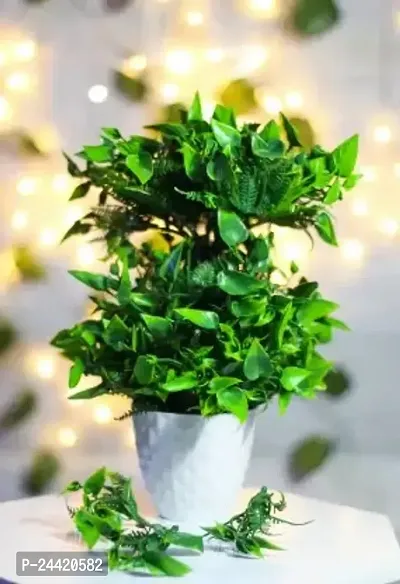 Classic Artificial Green Leafs Plant For Home Garden And Office Table Decor Wild Artificial Plant With Pot  (22 Cm, Green)-thumb0