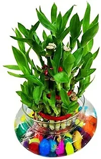 Virya H_homes Beautiful Clear Transparent Bubble Bowl,RoseBowl Glass Vase, Decorating, Home Decor for Artificial Flowers Candy Jar/Money Plant/Lucky Bamboo Plant Bowl (Without Flowers/Plants) Set of 2.-thumb2