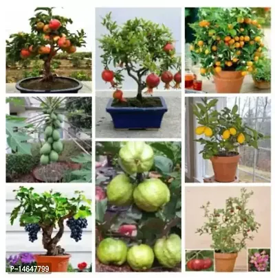 Vrisa Green bonsai fruit seeds mega combo apple , ornage , lemon .guava, cherry ,grapes , papaya Seed 10 per packet-thumb0