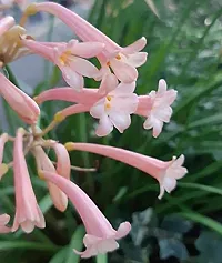 Radha Krishna Agriculture Imported Ifafa Lily flower bulbs Rare Variety for your home and garden (4, Pink)-thumb2