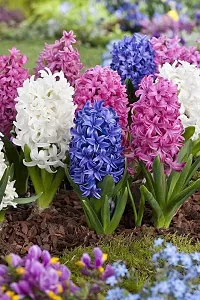 Radha Krishna Agriculture?? Imported Winter Hyacinth Flower Bulbs ( Pack Of 2 Bulb ) (Hyacinth Multicolor Flower Bulb)-thumb3