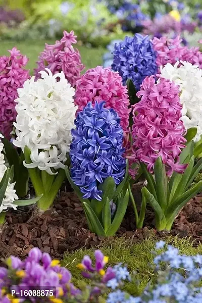 Radha Krishna Agriculture?? Imported Winter Hyacinth Flower Bulbs ( Pack Of 2 Bulb ) (Hyacinth Multicolor Flower Bulb)-thumb4