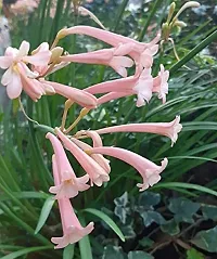 Radha Krishna Agriculture Imported Ifafa Lily flower bulbs Rare Variety for your home and garden (4, Pink)-thumb1