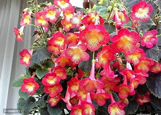 Radha Krishna Agriculture Achimenes African Violets, Magic Flowers, Widow's Tears, Cupid's Bower, Or Hot Water Plant Boi Colour Flower bulbs for a Gardening (pack of 7 Flower Bulbs)-thumb0