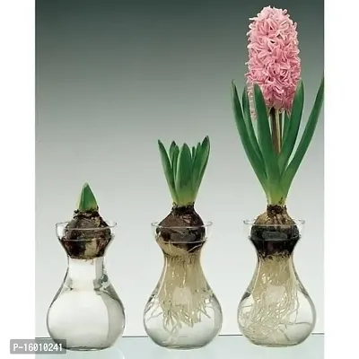 Radha Krishna Agriculture?? Imported Winter Hyacinth Flower Bulbs ( Pack Of 2 Bulb ) (Hyacinth Mix Color Flower Bulb)-thumb2