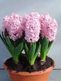 Radha Krishna Agriculture?? Imported Winter Hyacinth Flower Bulbs ( Pack Of 2 Bulb ) (Hyacinth Pink Color Flower Bulb)-thumb3