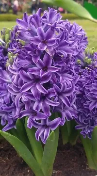 Radha Krishna Agriculture?? Imported Winter Hyacinth Flower Bulbs ( Pack Of 2 Bulb ) (Hyacinth Blue Color Flower Bulb)-thumb2