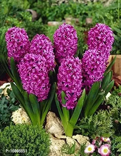 Radha Krishna Agriculture?? Imported Winter Hyacinth Flower Bulbs ( Pack Of 2 Bulb ) (Hyacinth Purple Flower Bulb)-thumb0