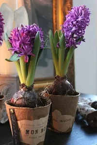 Radha Krishna Agriculture?? Imported Winter Hyacinth Flower Bulbs ( Pack Of 2 Bulb ) (Hyacinth Purple Flower Bulb)-thumb2