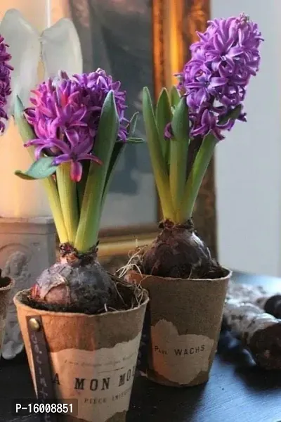 Radha Krishna Agriculture?? Imported Winter Hyacinth Flower Bulbs ( Pack Of 2 Bulb ) (Hyacinth Purple Flower Bulb)-thumb3