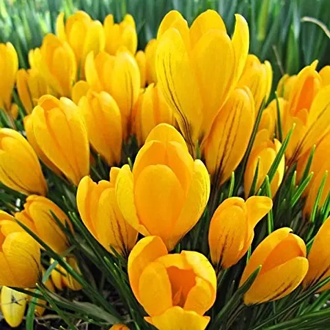 Radha Krishna Agriculture Crocosmia Imported Flower Bulbs (Pack of 2 Bulbs) for Your Beautiful Garden.