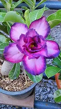 Radha Krishna Agriculture Adenium Flower Seeds Mix Colour Adenium Serene Rose, Desert Rose Flower Seeds For Home Garden ( Pack of 10 Flower Seeds )-thumb3