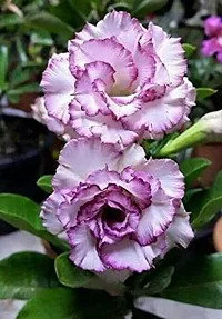 Radha Krishna Agriculture Adenium Flower Seeds Mix Colour Adenium Serene Rose, Desert Rose Flower Seeds For Home Garden ( Pack of 10 Flower Seeds )-thumb2