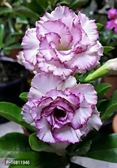 Radha Krishna Agriculture Adenium Flower Seeds Mix Colour Adenium Serene Rose, Desert Rose Flower Seeds For Home Garden ( Pack of 10 Flower Seeds )-thumb3