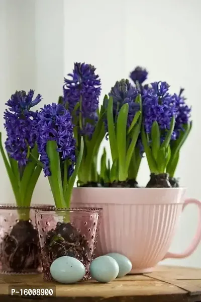 Radha Krishna Agriculture?? Imported Winter Hyacinth Flower Bulbs ( Pack Of 2 Bulb ) (Hyacinth Blue Flower Bulb)