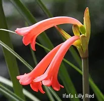 Radha Krishna Agriculture Imported Ifafa Lily flower bulbs Rare Variety for your home and garden (5, Red)-thumb1