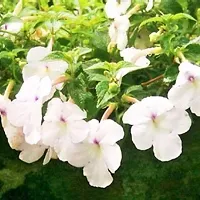 Radha Krishna Agriculture Achimenes African Violets, Magic Flowers, Widow's Tears, Cupid's Bower, Or Hot Water Plant White Flower bulbs for a Gardening (pack of 6 Flower Bulbs)-thumb1