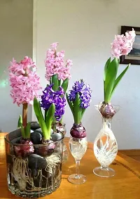 Radha Krishna Agriculture?? Imported Winter Hyacinth Flower Bulbs ( Pack Of 2 Bulb ) (Hyacinth Mix Color Flower Bulb)-thumb3