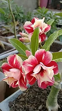 Radha Krishna Agriculture Adenium Flower Seeds Mix Colour Adenium Serene Rose, Desert Rose Flower Seeds For Home Garden ( Pack of 10 Flower Seeds )-thumb4