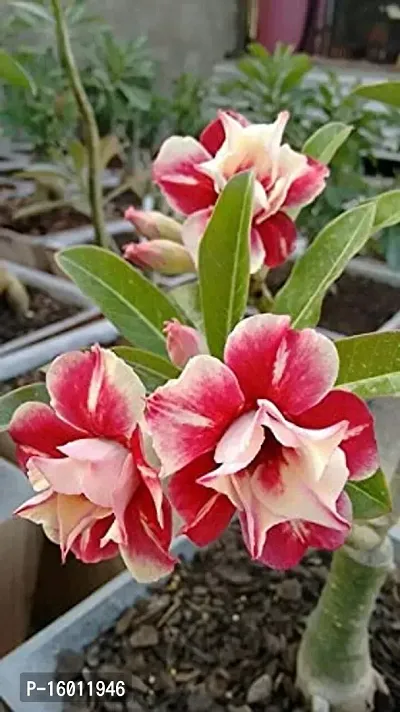 Radha Krishna Agriculture Adenium Flower Seeds Mix Colour Adenium Serene Rose, Desert Rose Flower Seeds For Home Garden ( Pack of 10 Flower Seeds )-thumb5